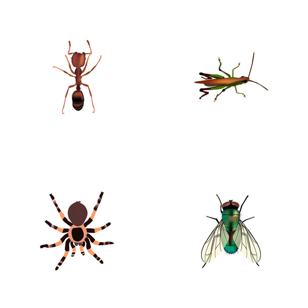 A rovar reális szimbólumok, darázs, hangya, Fekete özvegy és más ikonok a webes mozgatható app logo tervezés. - Vektor, kép
