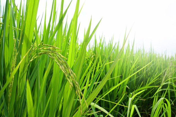 Ασιατικές φρέσκα βιολογικά γιασεμί ρύζι στο πεδίο ρύζι αναποφλοίωτο πράσινης όμορφο ηλιακό φως υποβάθρου. Ρουστίκ και Countryside.Food,Agriculture,Nature τοπίο Concept.Copy χώρο για το κείμενο.   - Φωτογραφία, εικόνα