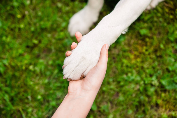 een poot van een hond in een hand op gras achtergrond - Foto, afbeelding