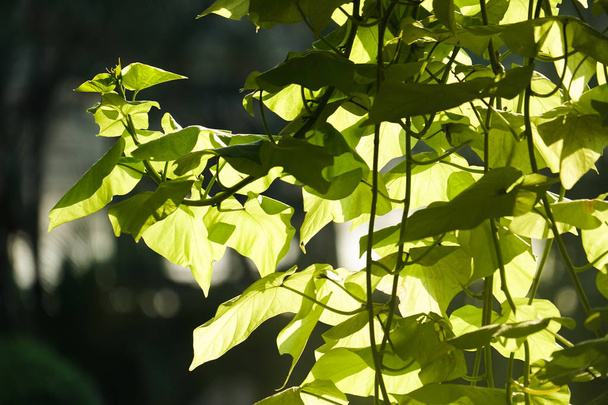 зелене листя рослини дерево ранок світла тінь
 - Фото, зображення