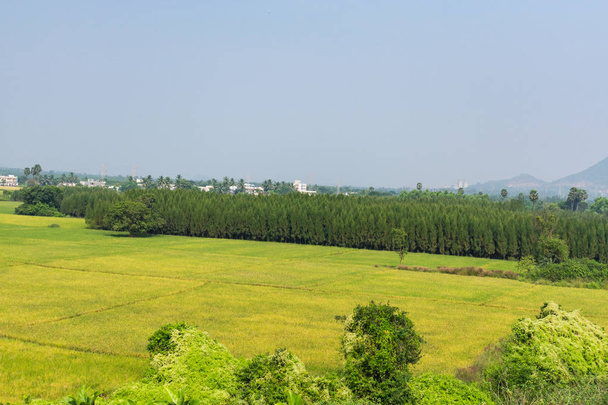 grüne Reisfelder mit Casurinabäumen Plantage. - Foto, Bild