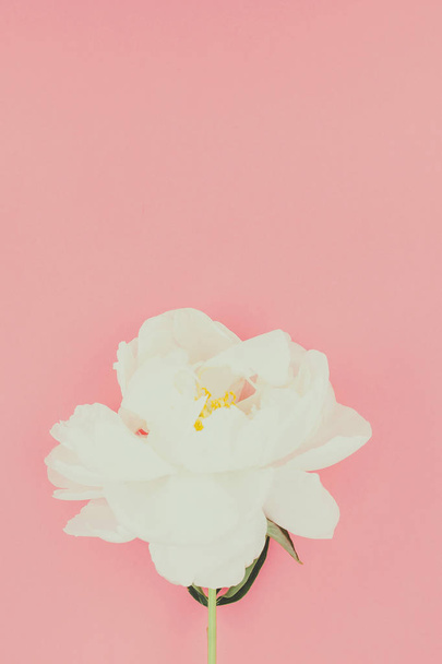 Ανθίζοντας λευκή παιωνία λουλούδια σε παστέλ χρώμα χαρτιού φόντο με αντίγραφο χώρος σε minimal ύφος, πρότυπο για καρτ-ποστάλ, γράμματα, το κείμενο το σχέδιό σας. Προσκλητήριο γάμου και γιορτή χαιρετισμό έννοια - Φωτογραφία, εικόνα