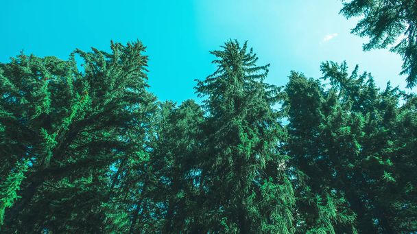 Vue de pins élevés d'en bas contre un ciel bleu. Nature en été
. - Photo, image