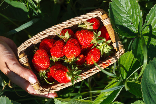 fresh red strawberry. Strawberry harvest. Summertime photo - 写真・画像