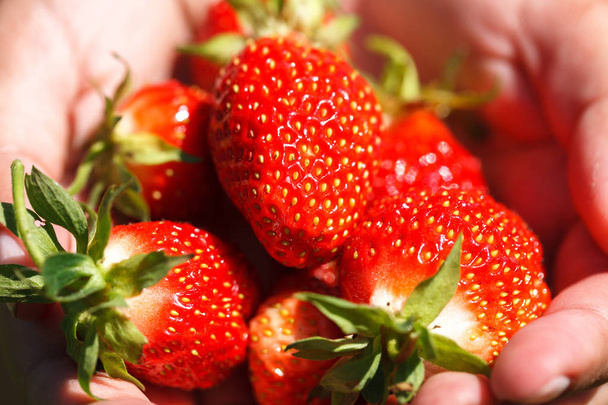 fresh red strawberry. Strawberry harvest. Summertime photo - Фото, изображение