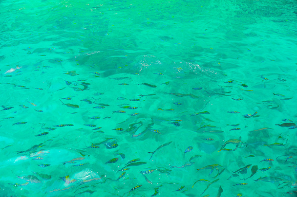 Snorkeling in the open sea - Photo, Image
