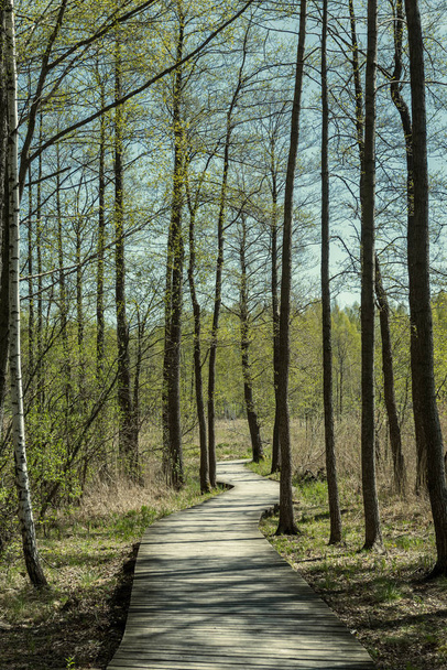 sentier en bois dans les marais avec belle lumière du soleil du soir dans le feuillage vert de la tourbière d'été. trottoir de bois en vue en perspective - vertical, appareil mobile image prête
 - Photo, image