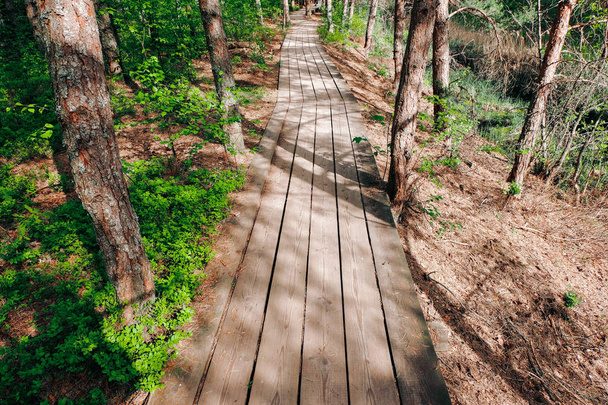 fából készült gyalogút mocsárban szép esti nap fény zöld lombozat a nyári bog. fából készült boardwalk Perspektív nézetben - Fotó, kép