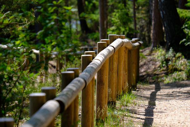 sentier en bois dans les marais avec belle lumière du soleil du soir dans le feuillage vert de la tourbière d'été. promenade en bois en perspective vue
 - Photo, image