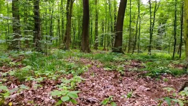 Kamera liikkuu metsässä. Kamera liikkuu metsän sisällä. Nuori kevät metsä vihreä lehtineen valoisa lämmin päivä
. - Materiaali, video