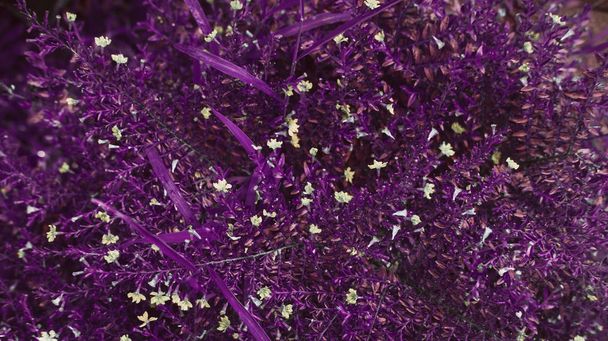 Wzorzec ciemny fioletowy liści. Filtr stonowanych. Tło dla moda, uroda, styl życia plakaty - Zdjęcie, obraz