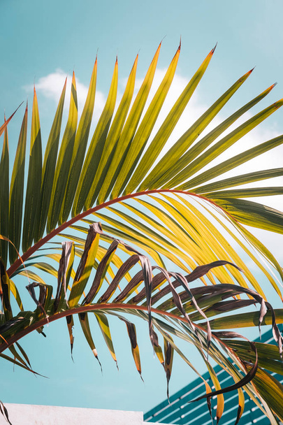 Світло-зелене пальмове листя на тлі бірюзового неба. Пастельні кольори, творчий барвистий мінімалізм. Копіювати простір для тексту
 - Фото, зображення