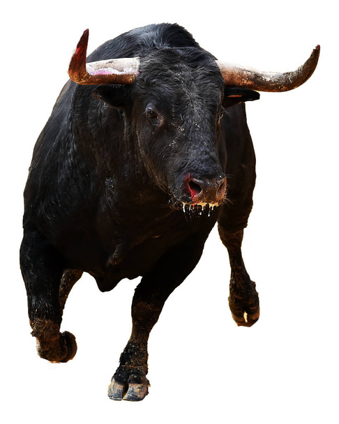 toro en España con cuernos grandes
 - Foto, Imagen