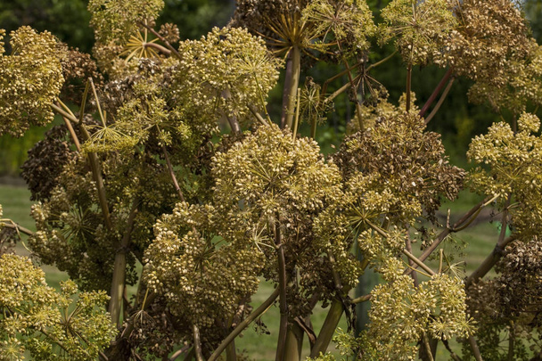 Angelica Archangelica - la pianta utilizzata in culinaria, olio di Angelica in aromaterapia, vaso - pouri
. - Foto, immagini
