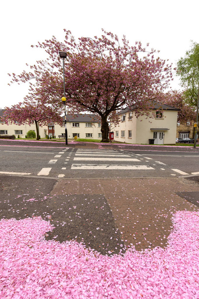 Cherry blossom pink petals spreading on ground  - Photo, Image