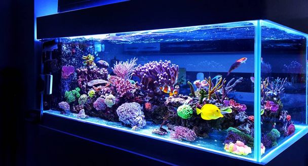 Aquário de recife de coral de água salgada em casa é a decoração ao vivo mais bonita
  - Foto, Imagem