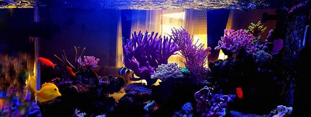 Saltwater coral reef aquarium at home is most beautiful live decoration  - Photo, Image