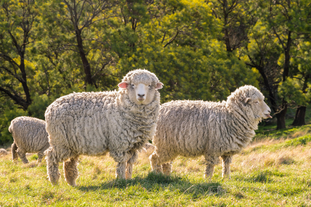 gregge di pecore merino della Nuova Zelanda al pascolo su erba fresca
 - Foto, immagini