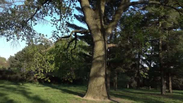 Eine große alte Eiche, die im Frühling auf einem Hügel stand, streute grüne Blätter aus. sonniger Tag, ruhiges Wetter im Wald - Filmmaterial, Video
