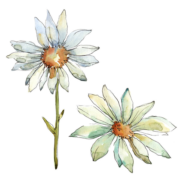 白いデイジーの花。花植物の花。孤立した図の要素。背景、テクスチャ、ラッパー パターン、フレームや境界線の aquarelle ワイルドフラワー. - 写真・画像