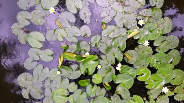 Fleur de lis dans un étang. Lys d'eau fleur ouverture laps de temps. Pétales rose pâle. bourgeon fermé à fleur ouverte
 - Séquence, vidéo