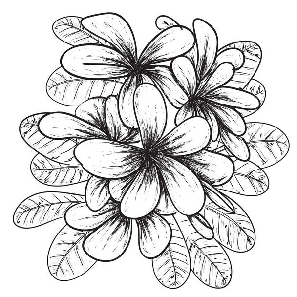 Vector illustration of Plumeria flower in simple black and white doodle - Vector, Image