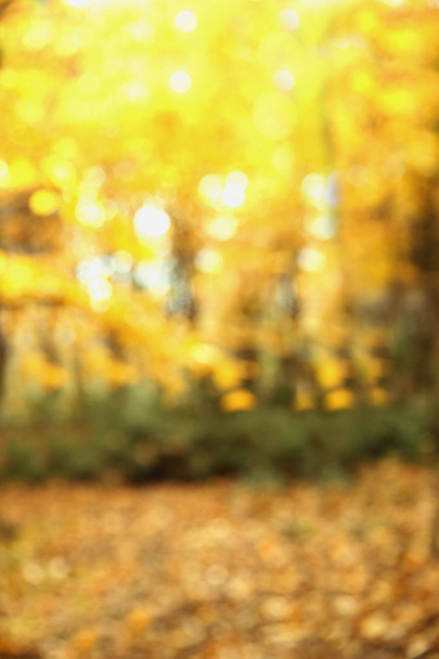 Herbst Textur und Hintergrund in den Wäldern - Foto, Bild