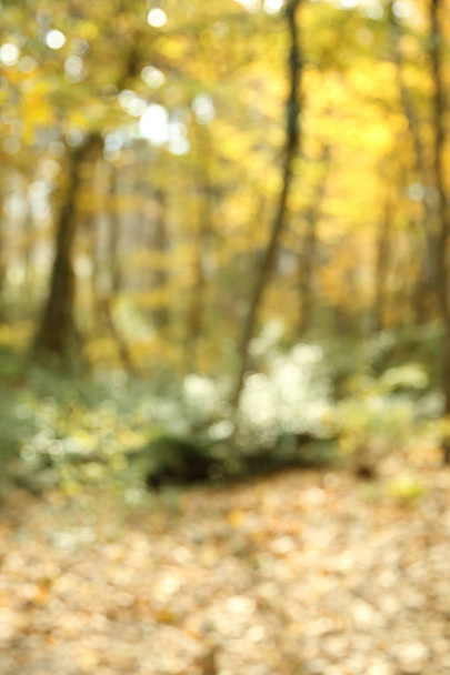 Осенняя текстура и фон в лесу
 - Фото, изображение