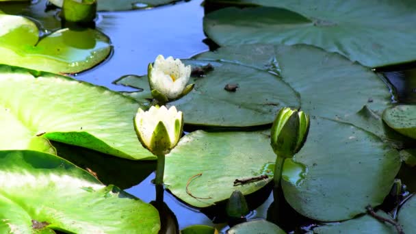 Flor de lirio en un estanque. El tiempo de apertura de la flor de lirio de agua caduca. Pálido pétalos rosados. Brote cerrado para abrir la flor
 - Metraje, vídeo