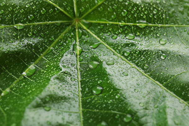 Beautiful green leaf with water drops, closeup - Foto, Imagem