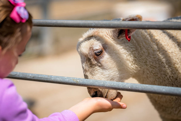 Little cute caucasian girl feeding sheep in on the farm in Kent, England - Fotoğraf, Görsel