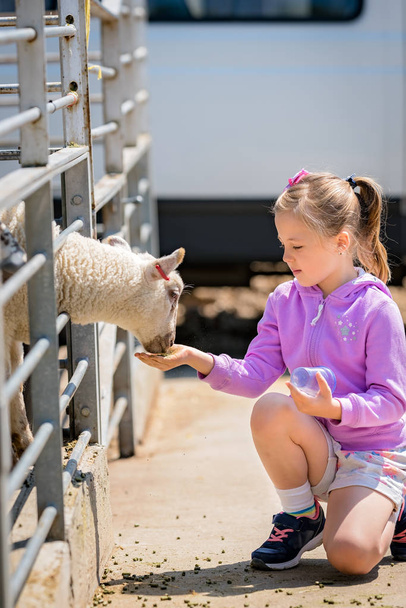 Little cute caucasian girl feeding sheep in on the farm in Kent, England - Foto, afbeelding