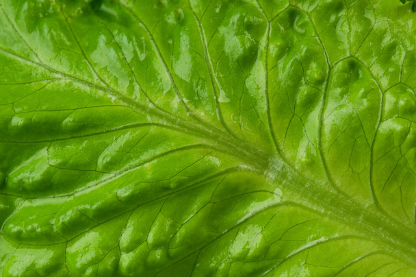 Leaf texture - Zdjęcie, obraz