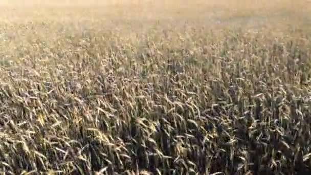 4K. Movimento ondulato di spighe di grano. Volo basso e decollo sul campo di grano, vista panoramica dall'aria
. - Filmati, video