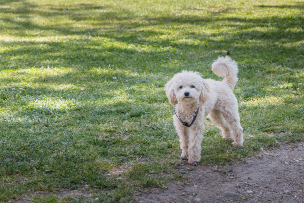 perrito caniche blanco de pie en la hierba verde en Portugal
 - Foto, imagen