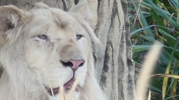 Close up video White lion with grass in front. - Footage, Video