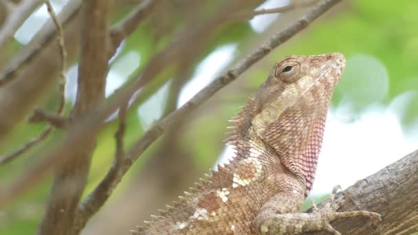 Close up Beautiful tree lizard - Footage, Video