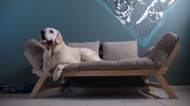 Pies myśliwski, czekając na kontrolne w klinice zwierząt - Materiał filmowy, wideo