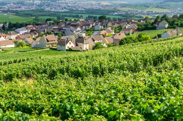 Vitigno a fila in vigneti di champagne a montagne de reims campagna villaggio sfondo, Francia
 - Foto, immagini