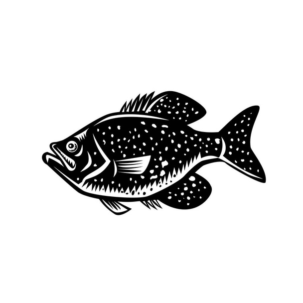 Retro woodcut tyyli kuva paska kala, paperisuut, mansikka basso, pilkullinen basso, täplät, pilkullinen ahven, paska basso, calico basso, Pohjois-Amerikan makean veden kala sivulta katsottuna
. - Vektori, kuva