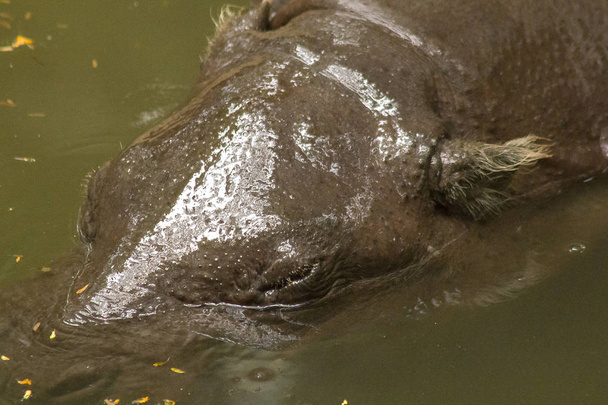 Pygmy Hippopotamus is in the water. - Photo, Image