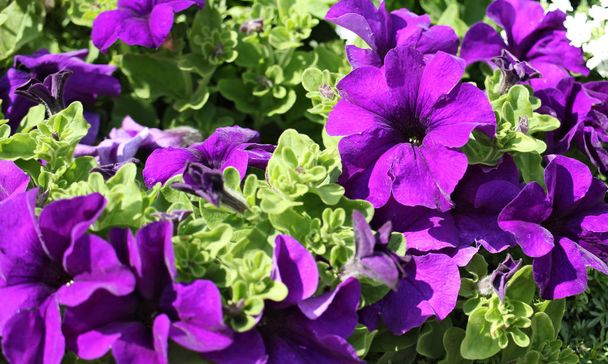 Belles fleurs de pétunia violet en pleine floraison
. - Photo, image