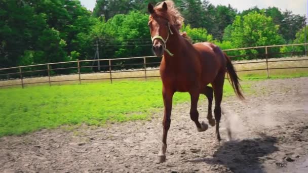 Jong bruin paard met koppig karakter wordt uitgevoerd in de paddock, stopt en schudt zijn hoofd - Video