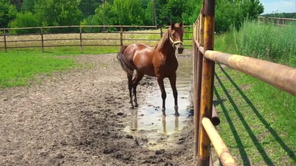 若い茶色の馬の農場でパドックの水たまりに立って何かを怖がっていたし、走った - 映像、動画