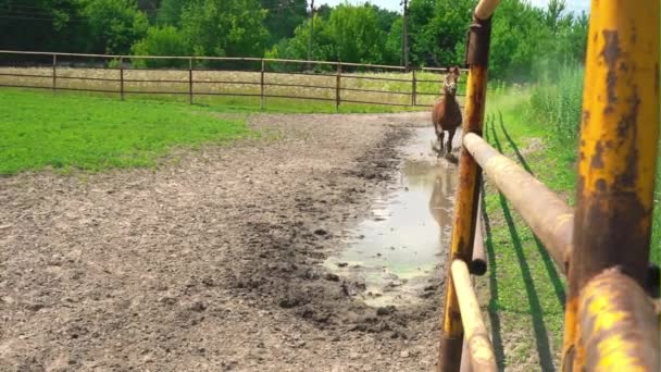 Kaunis nuori ruskea hevonen kulkee lätäkön läpi rautaaidan aitaa pitkin, pysähtyy ja tuijottaa
 - Materiaali, video
