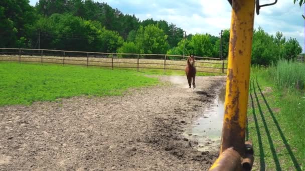 Giovane cavallo bruno corre nel paddock
 - Filmati, video