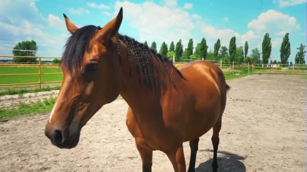 Piękny koń brązowy z grzywa plecione w warkocze, portret konia - Materiał filmowy, wideo