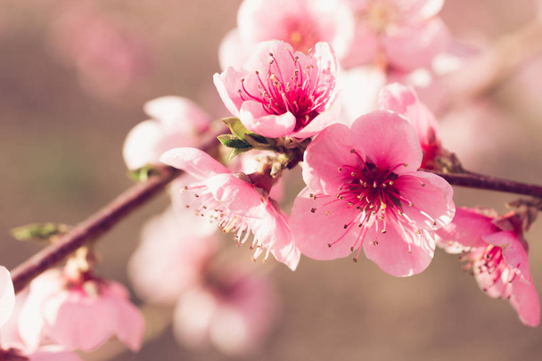spring tree branch with pink flowers - Zdjęcie, obraz