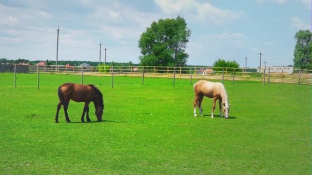 Dva koně pase na zelené trávě ve výběhu. Koně na pastvě na slunečný den - Záběry, video