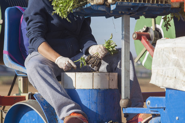 労働者供給田植機カルーセル。トマトを植えるプロセス - 写真・画像